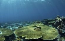 Вчені вивчили темп відновлення древньої фауни після тріасового вимирання