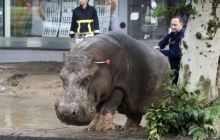 Более 300 животных зоопарка Тбилиси погибли из-за наводнения