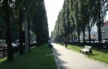 Экологи выступили против уничтожения тополей в Киеве
