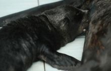 У харківському дельфінарії народився морський котик