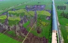 Економіст про оренду території Забайкалля: китайці не бережуть сільськогосподарські землі