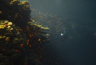 Леденящее душу открытие: ученые обнаружили на дне Красного моря бассейны смерти