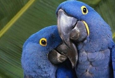 Росіянин пограбував зоомагазин, щоб подарувати дівчині папуг