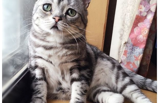 Журналісти розповіли, куди прилаштувати домашніх улюбленців на час травневих відпусток (відео)