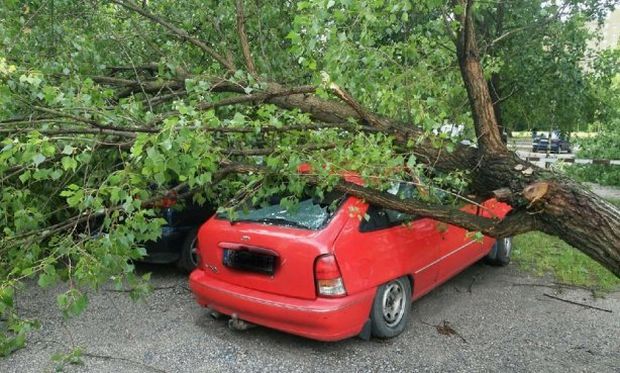 Мужчина погиб в автомобиле, который привалило дерево / rmf24.pl
