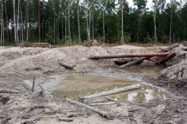 Налегальная добыча янтаря уничтожает лес