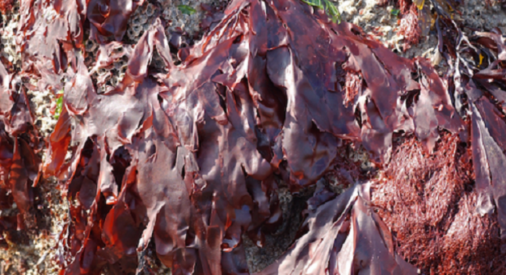 Водоросли ученые. Дульсе водоросли. Пальмария четковидная. Красные водоросли Дульсе. Пальмария водоросль.