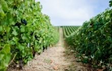 На Херсонщині окупанти розграбували історичне шато, яке пережило дві світові війни