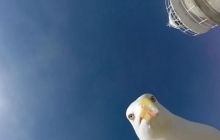 Чайка відібрала у туриста з Німеччини відеокамеру та зняла на неї атлантичний пейзаж