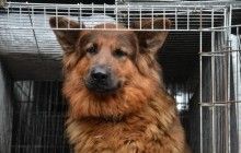 В Китае пес, убегая из клетки в ветеринарной клинике, освободил еще двух собак (видео)