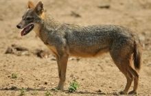 Зоологи відкрили новий вид сімейства псових вперше за 150 років