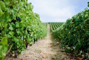 На Херсонщині окупанти розграбували історичне шато, яке пережило дві світові війни