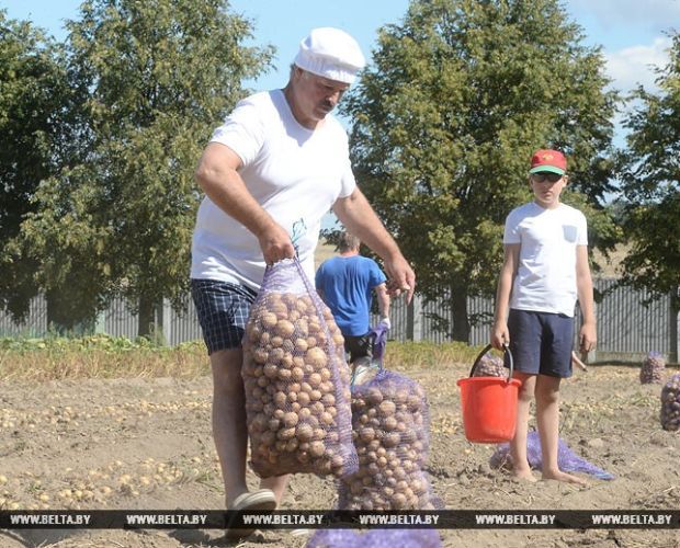Лукашенко все "мобилизирует" на сборку урожая / фото belta.by
