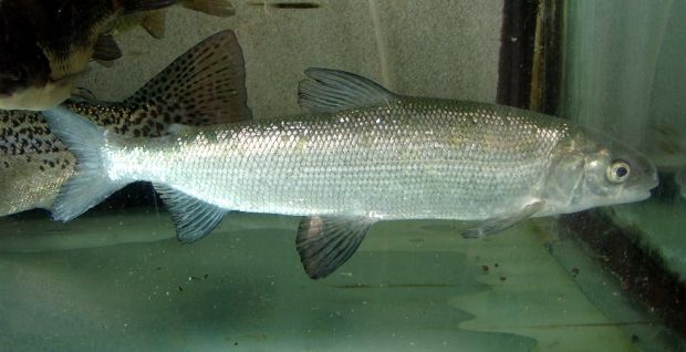 Иллюстративная фотография: рыба из семейства сиговых / Apple2000 / wikimedia.org