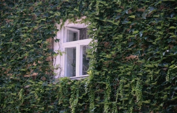 какие растения нельзя сажать во дворе