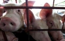 Чернігівщина: у Сосницькому районі введено карантин через АЧС