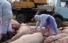 Ветеринари зафіксували три випадки АЧС на Рівненщині