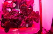 Космонавты на МКС впервые съедят салат, выращенный в условиях микрогравитации
