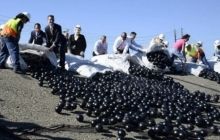 У Лос-Анджелесі знайшли порятунок від посухи завдяки чорним кулькам за 34 мільйони доларів (фото, відео)