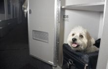 American Airlines запропонувала пасажирам перевезення тварин першим класом