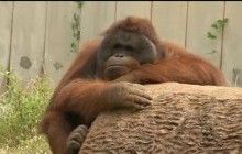 В Индонезии орангутанг пытался остановить бульдозер, который валил деревья (видео)