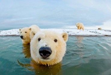 На полюсах Земли лед тает рекордными темпами, - климатологи