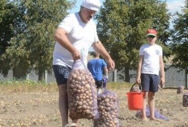В Беларуси объявили "мобилизацию" для уборки урожая