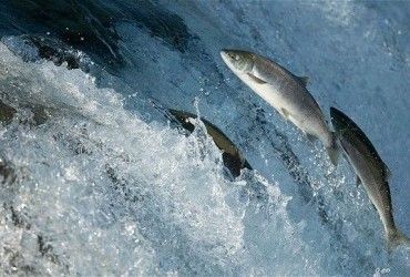 В Норвегии погибли почти 100 тысяч лососей - названа причина