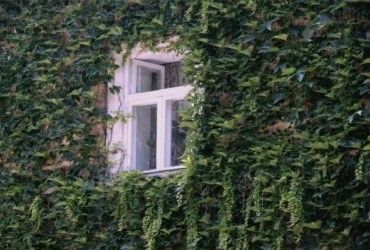 Експерт назвав агресивні рослини, які не можна садити біля будинку