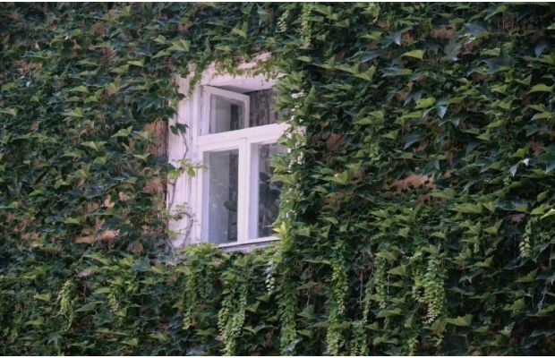 Експерт назвав "агресивні" рослини, які не можна садити біля будинку