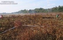 На Тернопільщині горіло торфовище