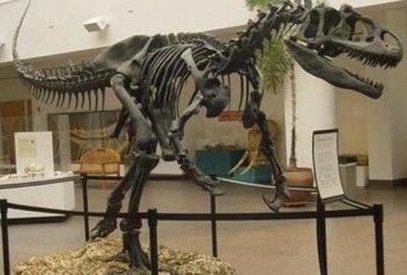 Світ наближається до найбільшого масового вимирання з часів динозаврів - WWF