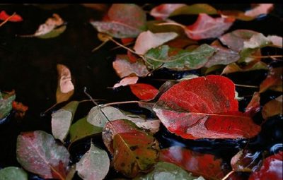 В Украине постепенно снизится температура и начнутся дожди / flickr.com/photos/seyyed_mostafa_zamani В Украине постепенно снизится температура и начнутся дожди / flickr.com/photos/seyyed_mostafa_zamani