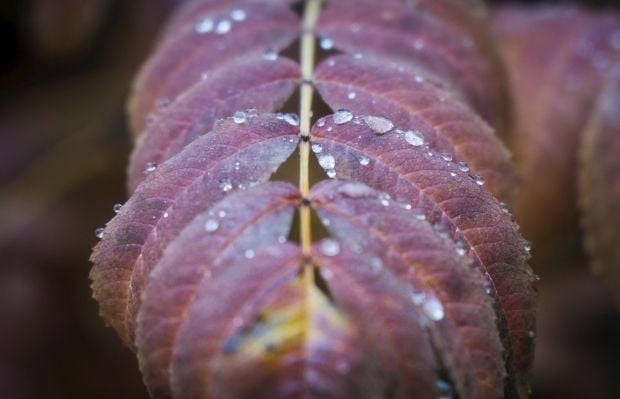 13 вересня в Києві буде дощ / фото REUTERS