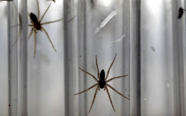 В Днепре мужчину укусил паук / иллюстрация REUTERS