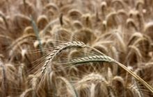 Rye yield in Ukraine this year 20% lower than domestic demand – experts