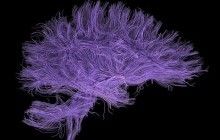 Учёные объяснили способность мозга к предвидению