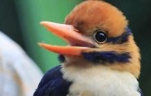 Орнитолог из США убил считавшуюся вымершей усатую альциону