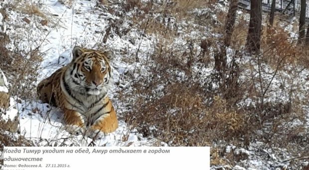 safaripark25.ru safaripark25.ru