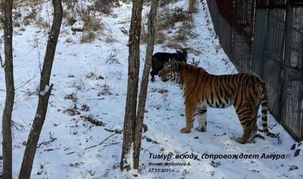 амур тимур / safaripark25.ru амур тимур / safaripark25.ru