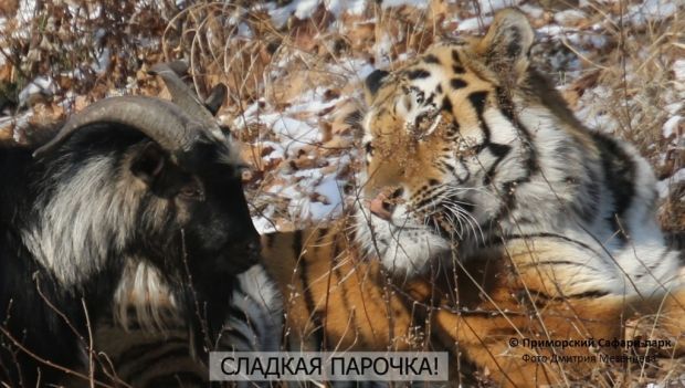 амур тимур / safaripark25.ru амур тимур / safaripark25.ru