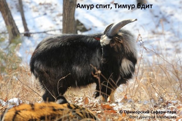 амур тимур / safaripark25.ru амур тимур / safaripark25.ru