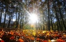 В 2019 році Україна очолить виконком Європейської лісової комісії ФАО