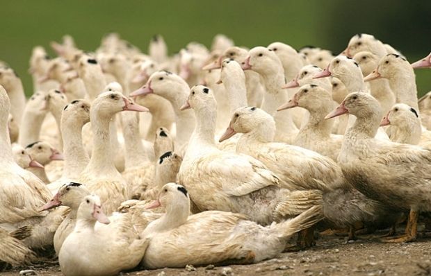 In November the vets registered the first outbreak of avian flu in Kherson region / newsru.co.il
