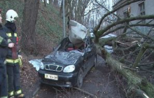 Во Львове дерево упало на такси (видео)