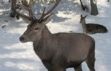 Дожди в Арктике, вызванные потеплением климата, могут уничтожить оленей - ученые