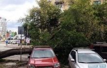 Негода вирує в Одесі: повалені дерева і розбиті авто, загинула людина (фото)