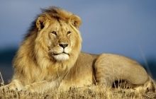 В африканському заповіднику знайшли Шрама з «Короля лева» (фото)