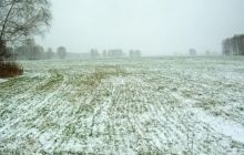 Из-за потепления в ближайшие дни на полях могут начать прорастать озимые – Укргидрометцентр