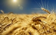 Tough year for Ukraine’s agrarians